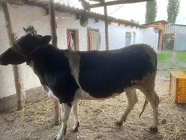 куплю корову на мясо: Продаю | Корова (самка) | Швицкая | На откорм, На забой, Для разведения | Отела не было, Привязанные — 3