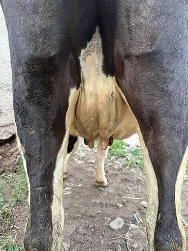 гуси линда: Продаю | Корова (самка) | Голштин, Швицкая | Для разведения, Для молока | Стельные, Искусственник — 4