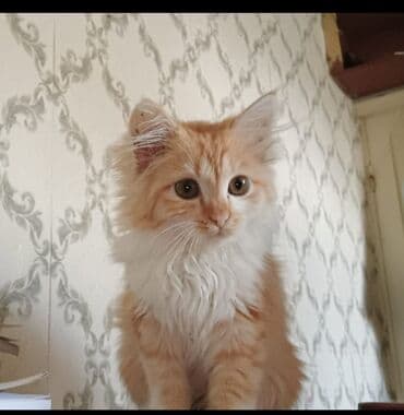 Потерян кот. Описание: пушистый рыжий с белой грудкой и воротником
