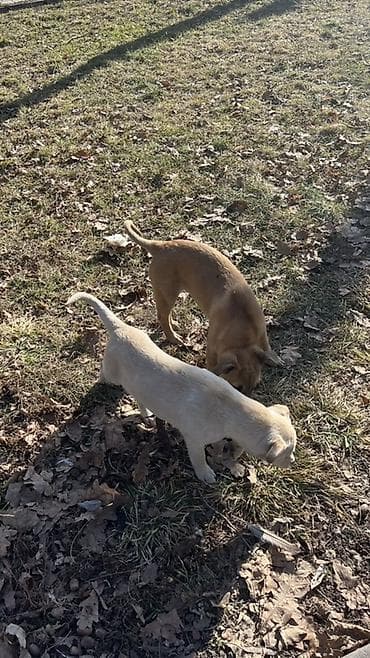 Отдам даром собаку: Щенки, метисы средних пород - Два активных щенка оставленные на — 1