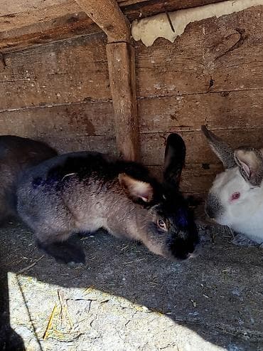 балинезийская кошка: Кролики декоративные/домашние - Порода: смешанные, разной масти — 1
