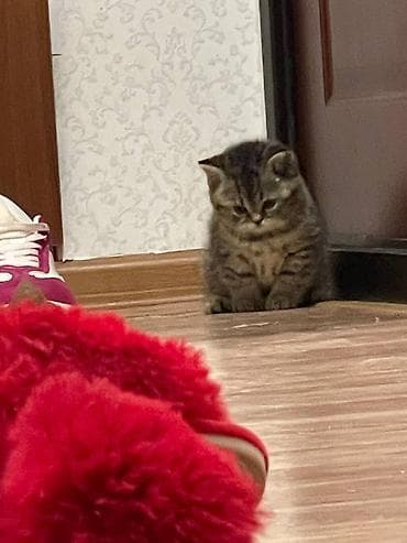 fermer kg: Scottish striker котята (короткошёрстные, тигровый табби и серебристый — 1