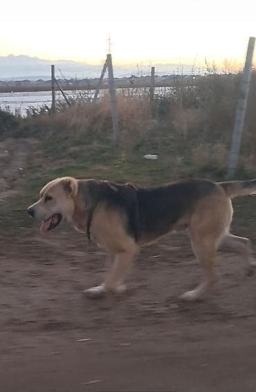 восточно европейские овчарки: Крупная рабочая собака, тип восточно-европейский/азиатский овчарочный — 2