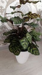 аквариум с рыбой: Комнатные растения в горшках Оптом и розницу - Антуриум (красные — 26