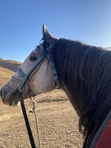 Продаю | Конь (самец)