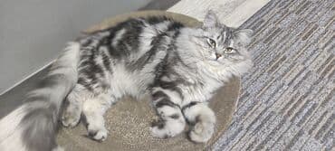 приют для котят бишкек: Вязка: Сибирская, Мальчик, 1 год, С прививками, Серебристая шиншилла — 8