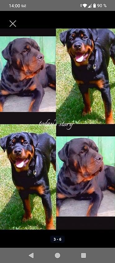 ит нарын: Открыта бронь на щенков ротвейлера две девочки с родословной родители — 2