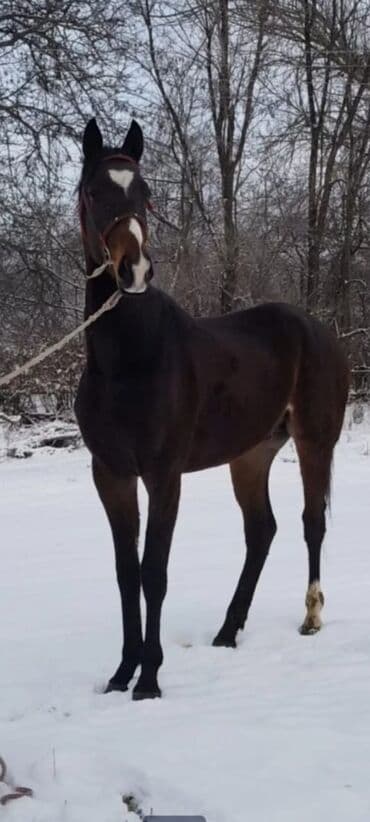 пойнтер купить: Продаю | Кобыла (самка) | Рабочий — 4