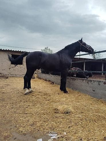 А/ч жаныбарларын сатып алам: Сатам | Байтал | Көбөйтүү үчүн | Жасалма жол менен боозутуу — 4