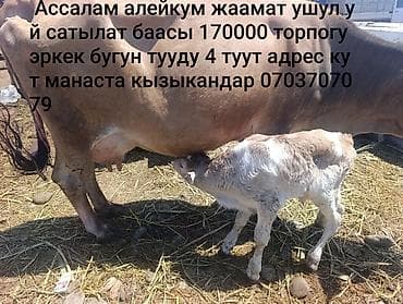 Сатам | Уй (ургаачы) | Аргын | Сүт алуу үчүн | Музоологондон кийин lalafo.kg да Сатам | Уй (ургаачы) | Аргын | Сүт алуу үчүн | Музоологондон кийин
