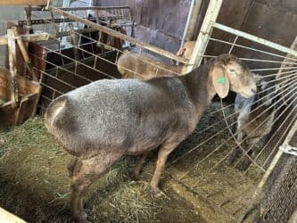 продажа щенков немецкой овчарки в бишкеке с документами: Продаю | Овца (самка) | Для разведения — 11