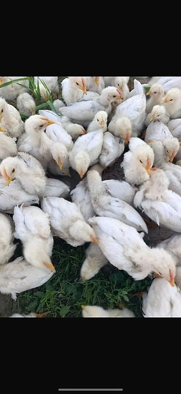 кролики крольчата: Продаю | Цыплята | Бройлерная | На забой — 1