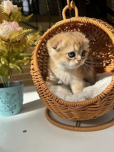 кошка шотланка: Скотиш Страйт (Шотландская прямоухая), 1 месяц, Мальчик, Золотая шиншилла, Приучена к лотку, Проглистована, С документами — 8