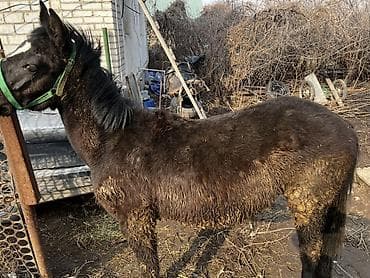 А/ч жаныбарларын сатам: Сатам | Тай | Көбөйтүү үчүн — 9