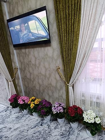 Освещение: Горшечные примулы (Primula) — декоративные комнатные растения с — 1