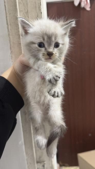 кошка британец: 2 месяца, Мальчик — 2