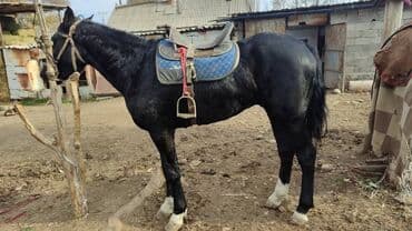 цены породистых собак: Продаю | Жеребец | Рабочий — 1