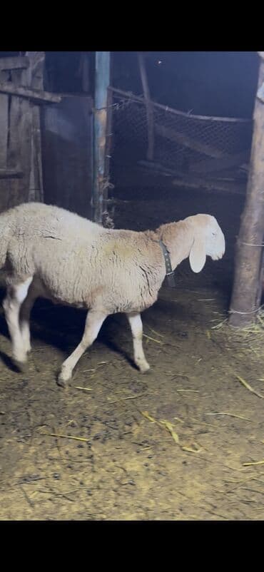 дом животных: Продаю | Баран (самец) | Для разведения | Осеменитель — 3
