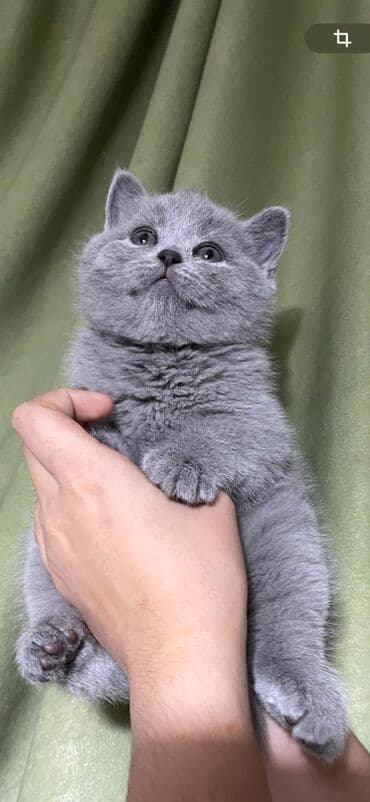 сколько стоит переноска для кошки: Скотиш Страйт (Шотландская прямоухая), 1 месяц, Девочка, Голубой, Приучена к лотку — 1