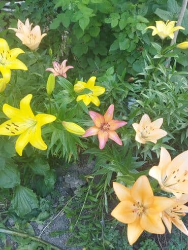 органайзер бишкек: Көчөттөр гүлдүн — 2