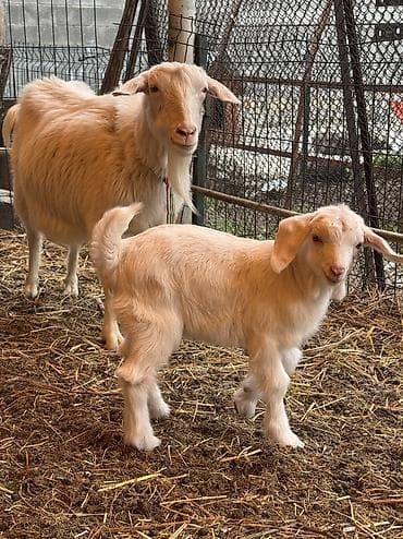 кара балта животные: Продаю | Козлёнок | Полукровка | На забой | Племенные — 2