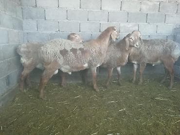 молодой баран: Продаю | Баран (самец) | Гиссарская | Для разведения | Осеменитель — 2