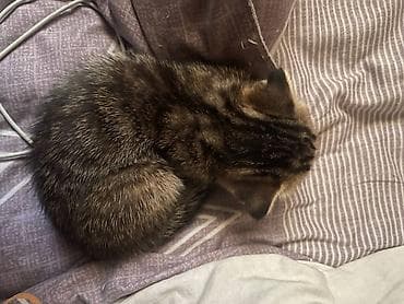 породистые кошки бишкек: Котята домашние, ласковые и игривые. Шотландские вислоухие/прямоухие — 9