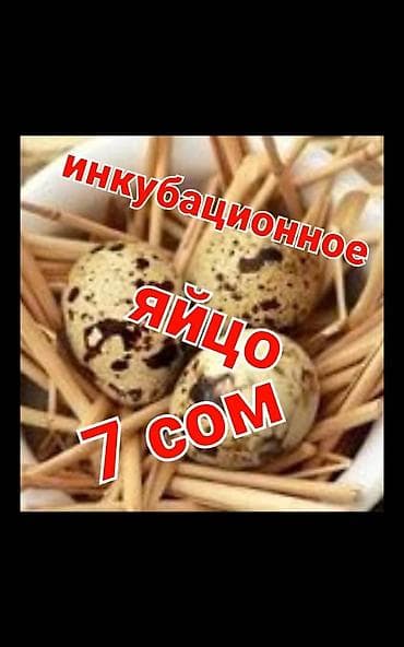 Птицы: ПРОДАЮ ИНКУБАЦИОННОЕ ЯЙЦО перепелов 🐣 Техас и Феникс 🐦‍🔥 — 1