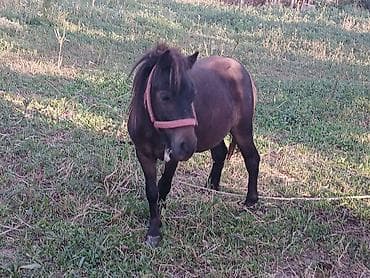 бык новопокровка: Продаю | Жеребец — 7