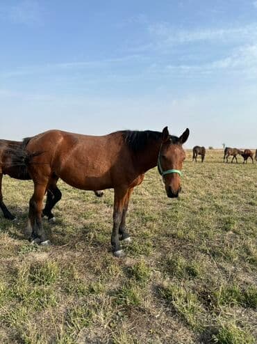 тюк пресс: Продаю | Жеребенок, Кобыла (самка), Жеребец | Кара Жорго | Для разведения, На забой, Рабочий — 6