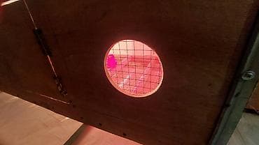 боос кой: Брудер универсальный есть в наличии — 5