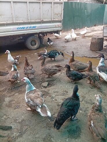 сколько стоит собака породы доберман: Мускусные утки (индоутки), партия 20 голов. - Порода: мускусные — 2