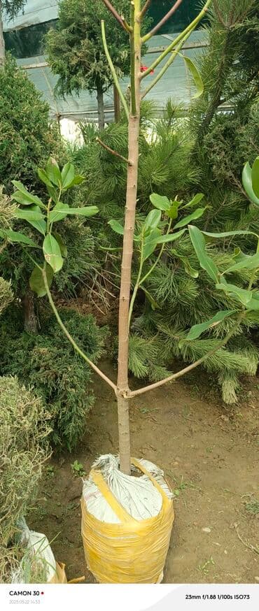 продам рассаду помидор: Саженцы деревьев: Магнолии — 9