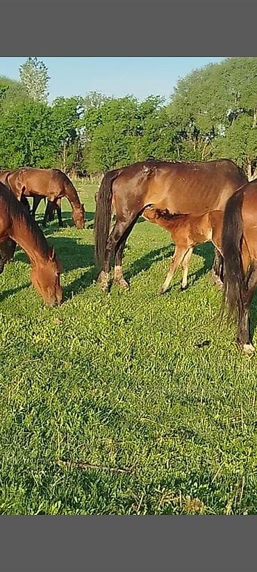 Айыл-чарба жаныбарлары: Сатам | Тай | Көбөйтүү үчүн | Асыл тукумдуу — 5