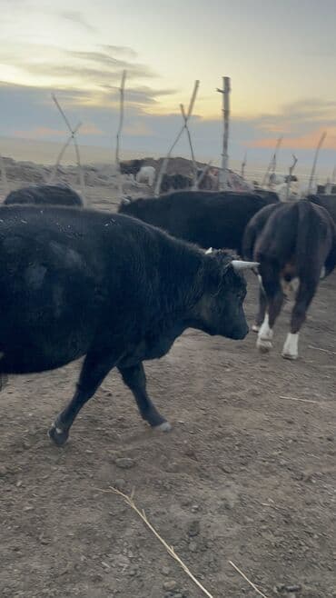 ит итер ош: Продаю | Бык (самец) | Полукровка, Абердин-ангус | На откорм, Для разведения | Племенные — 7