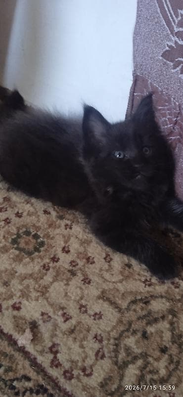 Үй жаныбарлары: Чёрный бриллиант🥰! Продается Котик Мейн-Кун❤️ окрас черный солид от — 4