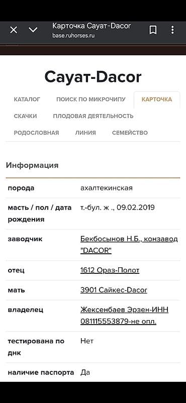 ат така: Продаю | Конь (самец), Жеребец | Для разведения, Конный спорт | Племенные, Осеменитель — 6