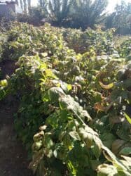 купить семена павловнии бишкек: Продается саженцы малины в Беловодске сорт Маравилла. Осталось 100штук — 6