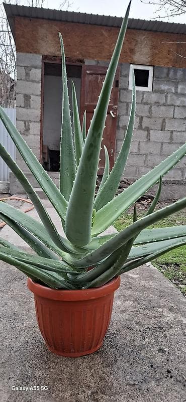 Алое вера 4 года цветёт уже