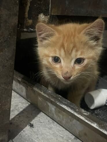 объявления о найденных животных: Котята - Порода: без породы (домашние) - Окрас: - Рыжий — 1