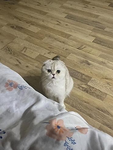 кара мышык: Скотиш Фолд (Шотландиялык шалпаң кулак), 3 жаш, Ургаачы, Күмүш өңдүү шиншилла, Лотокко барууга үйрөтүлгөн, Курттардан тазаланган, Документтери менен — 1