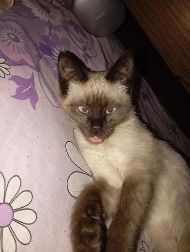 Рыбы: Кошка даром: Сиамская, 6 месяцев, Мальчик, Приучена к лотку — 1