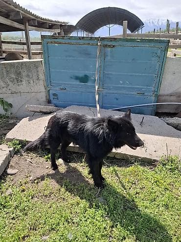 Черная собака среднего-крупного размера с густой полудлинной шерстью