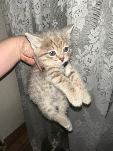 новорожденные котята: Котята, домашние, короткошёрстные. Описание: - Помёт из нескольких — 2