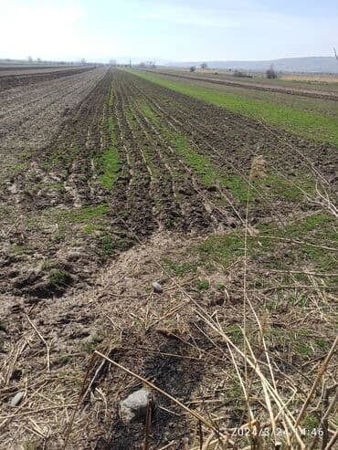 сдаю квартиру 2 комнатный: 96 соток, Для сельского хозяйства, Договор купли-продажи — 1