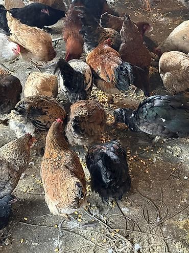 птицы и голуби: Птицы — 3