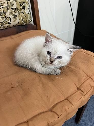 вислоухие кошки цена: Скотиш Страйт (Шотландская прямоухая), 6 месяцев, Девочка, Приучена к лотку — 6