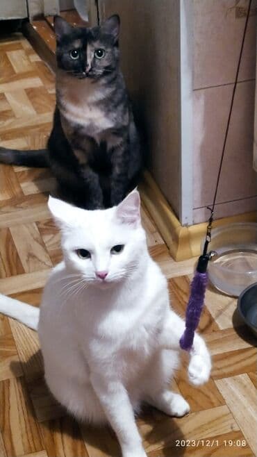 куда можно отдать собаку в бишкеке: Красивые девочки . цветная и белая молодые кошки им скоро год.очень — 3