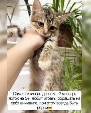 Отдам даром кошку: Кошка даром: Беспородная, Мальчик — 2