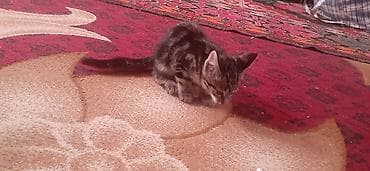 отдам котят в хорошие руки бишкек: 2 месяца, Девочка, Приучена к лотку — 2